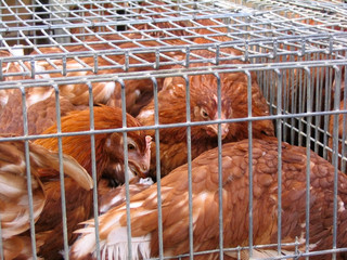 hens at the market