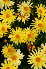 Fototapeta premium flower background