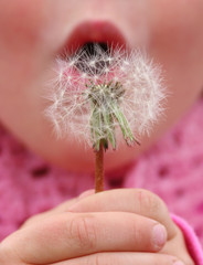 make a wish