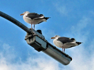 gulls on lightpost