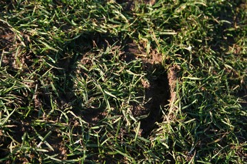 Obraz premium horseshoe