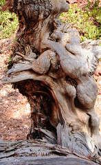 deformed tree trunk of bryce a