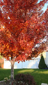 maple tree in fall colors a