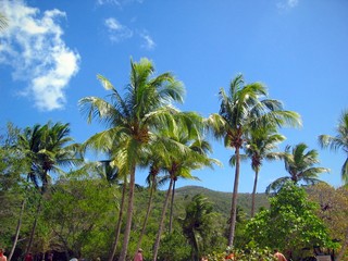 Fototapeta na wymiar palm trees of st. john