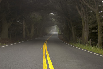 foggy lane