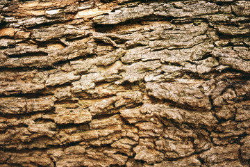 brown tree bark