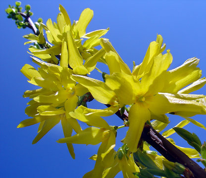 forsythien