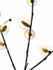 spring  willow