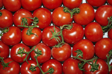 tomatoes2849
