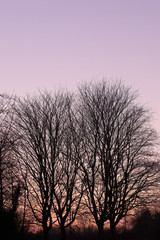 Obraz na płótnie Canvas trees at sunset