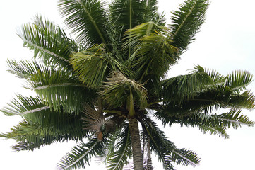 Fototapeta na wymiar wiatr kokosowy