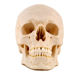 skull 1-medical model