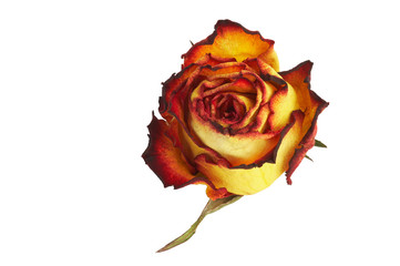 yellow rose - gelbe rose