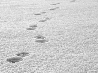 Foto op Plexiglas snow tracks © drx