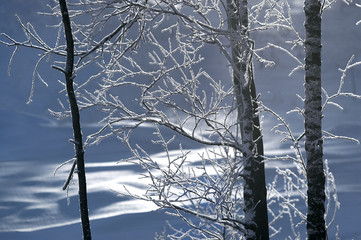 Naklejka premium winter trees