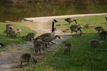 running geese