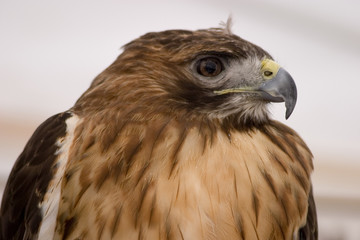 hawk portrait