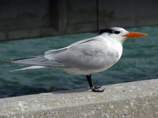 royal tern