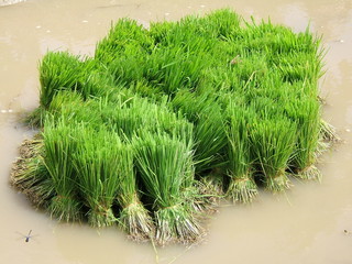 Fototapeta premium plants de riz