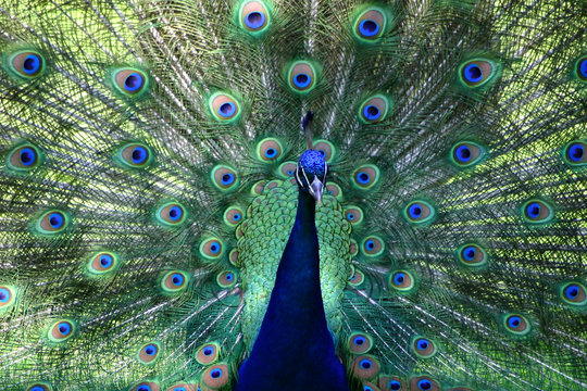 full feather peacock