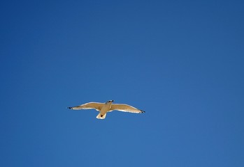 Fototapeta na wymiar white bird soaring