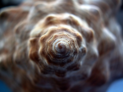 ocean snail shell