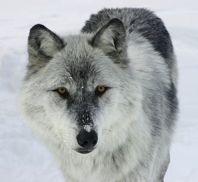 gray wolf
