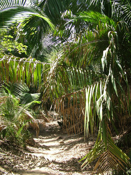 jungle mexique