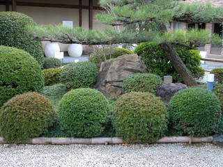 japanese garden close-up