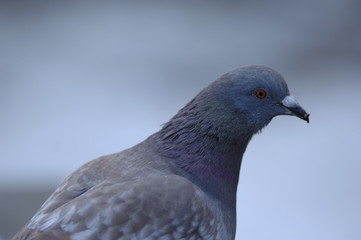 tete de pigeon