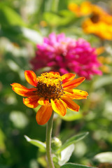 orange and pink zinnia - flowers