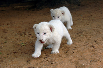 white lion cubs