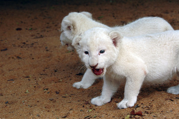 Naklejka na ściany i meble white lion cubs
