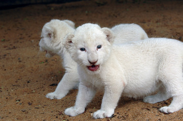 white lion cubs