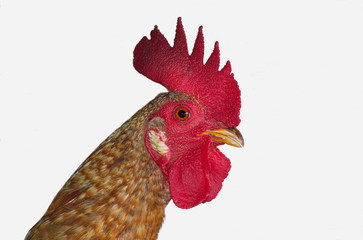 my rooster