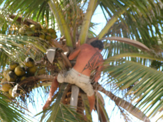 homme dans un palmier