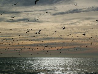 vol d oiseaux au coucher soleil