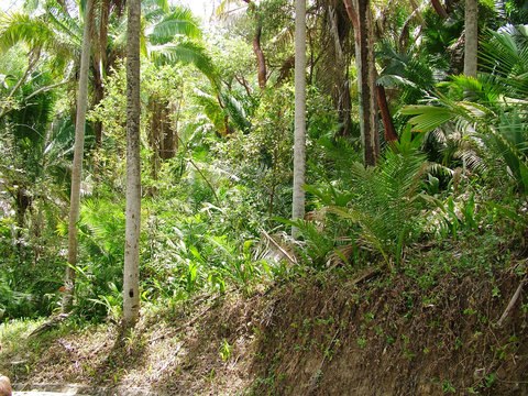 jungle mexique