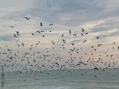 Envol D Oiseaux Pacifique Photo Libre De Droits Sur La
