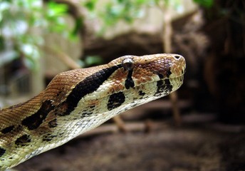 Fototapeta premium boa