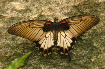 beautiful butterfly on a rock
