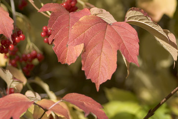 herbstlaub mit roten beeren