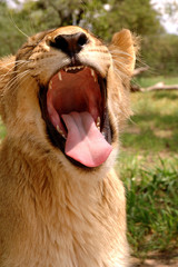 lion