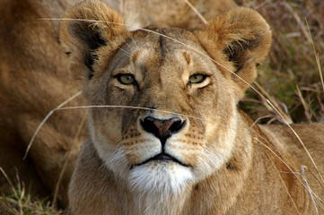 lion staring
