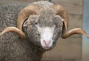 Photo sur Plexiglas Moutons horny sheep