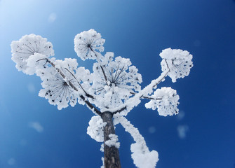schneeblume