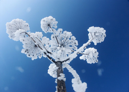 schneeblume