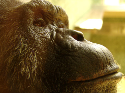 gorilla im zoo
