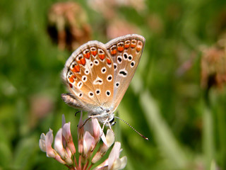 Fototapeta na wymiar resting butterfly.