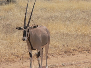 kenya - oryx